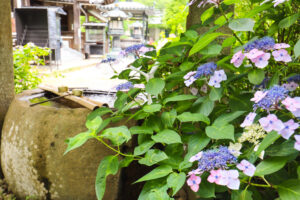 東大寺別院阿弥陀寺4